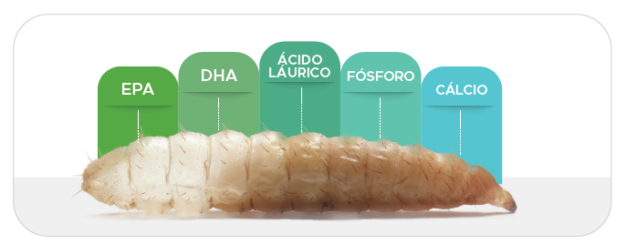 INSETOS NO PET FOOD.