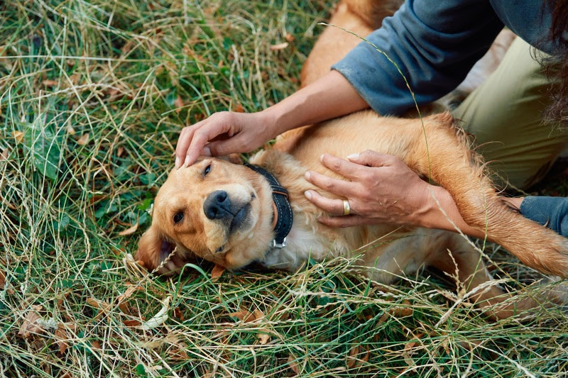 Especialista destaca dicas de como proteger os pets dos ruídos sonoros dos fogos de artifício.