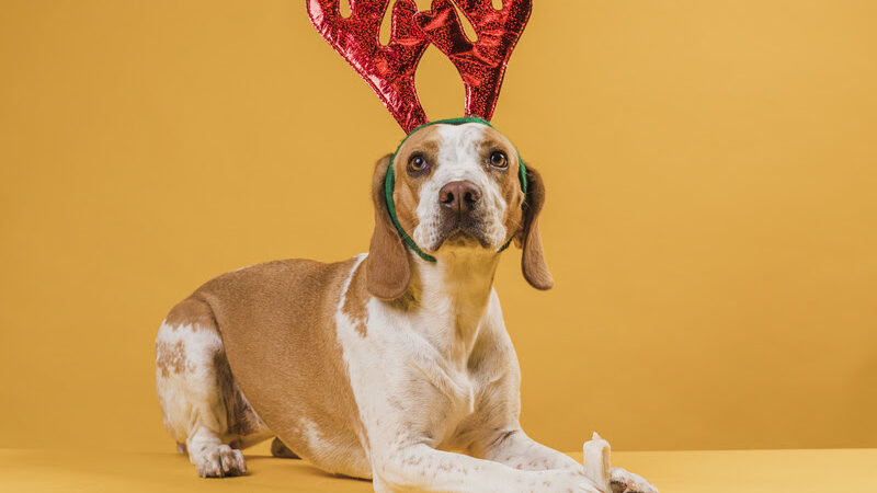 Tutores devem ter atenção redobrada com pets nas festas de final do ano.