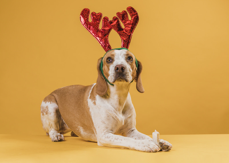 Tutores devem ter atenção redobrada com pets nas festas de final do ano.