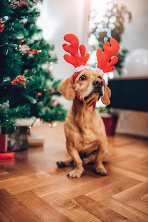 Os pets no clima natalino: como transformar a festa em um momento especial para eles?