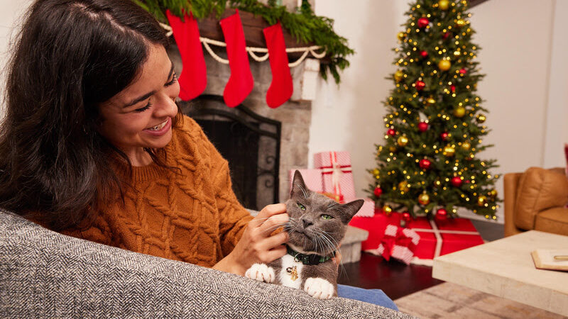 Pet não é presente: a importância da guarda responsável de gatos e cães.