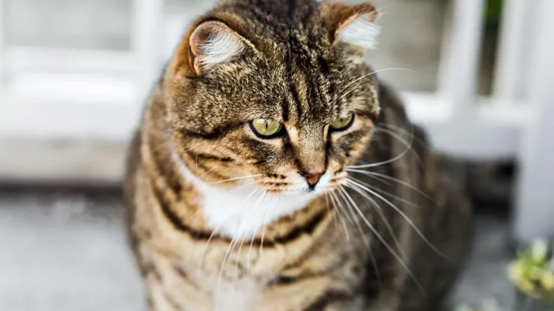 Cães e gatos obesos: como gerenciar e prevenir o ganho de peso em seu pet.