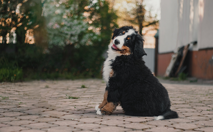Nutrição para cães filhotes de raças grandes e gigantes.