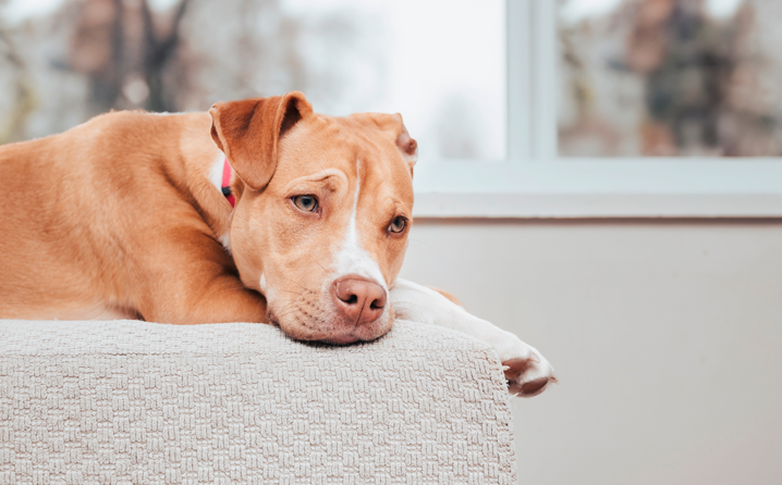 Janeiro branco para pets- Cuidando da saúde mental de cães e gatos.