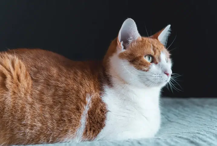 Nomes para gatas: dos fofos aos mais criativos!