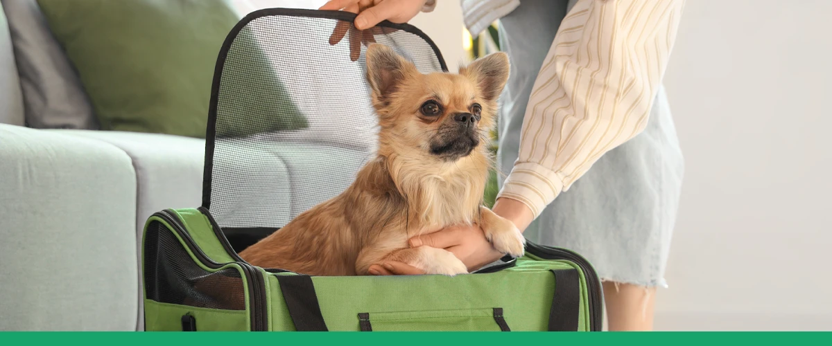 VIAJAR COM PET: DOCUMENTOS NECESSÁRIOS NO BRASIL E EXTERIOR.