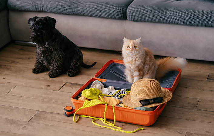 Férias com pets: como garantir bem-estar e segurança durante as viagens?
