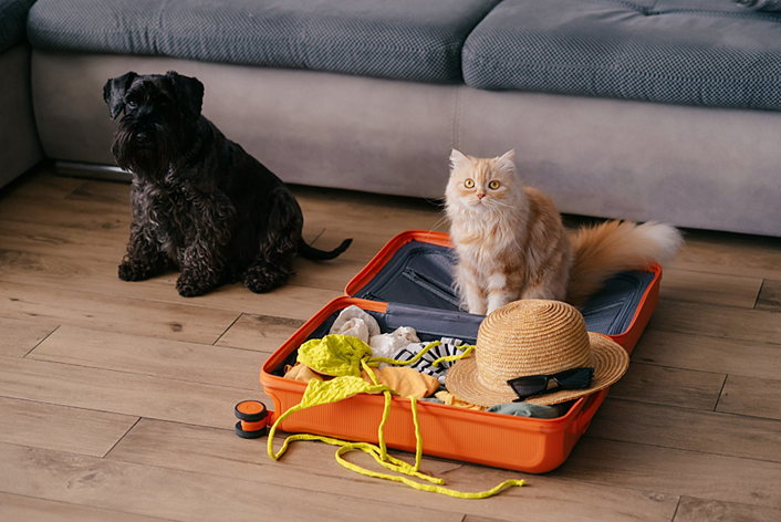 Férias com pets: como garantir bem-estar e segurança durante as viagens?