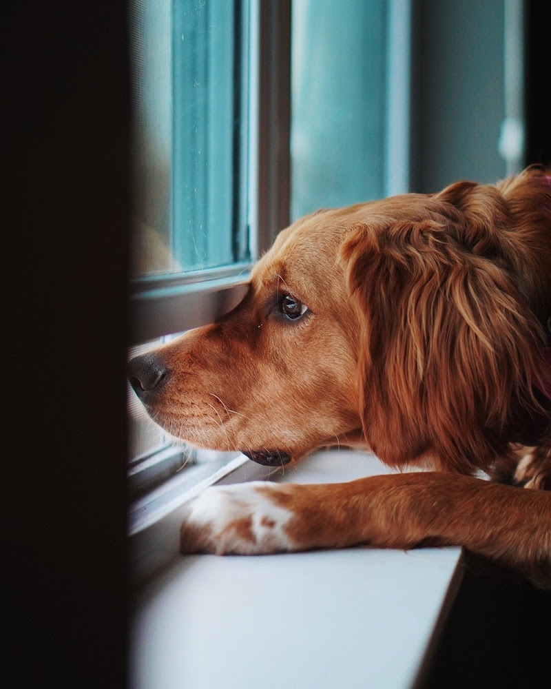 Como a rotina dos tutores pode impactar diretamente a saúde emocional dos pets.