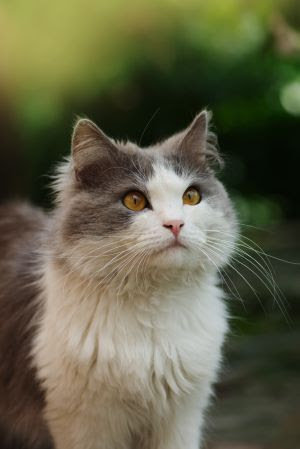 Bolas de pelos em gatos: Como lidar com o problema?