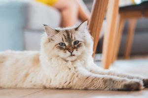 Os segredos do bem-estar dos gatos.