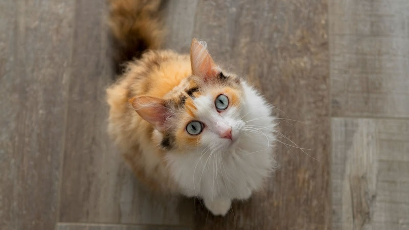 Como estimular a hidratação dos pets durante a época mais quente do ano?