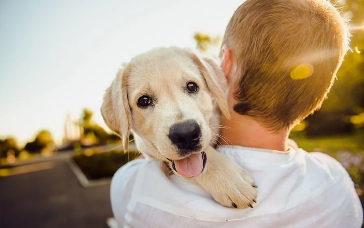 Casa nova, vida nova: o que todo responsável precisa saber ao adotar um pet.