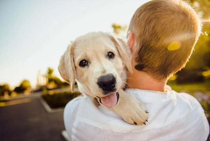 Casa nova, vida nova: o que todo responsável precisa saber ao adotar um pet.