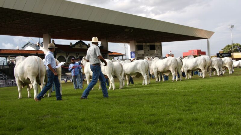 Expoinel Minas 2026 consagra Grandes Campeões no Parque Fernando Costa.