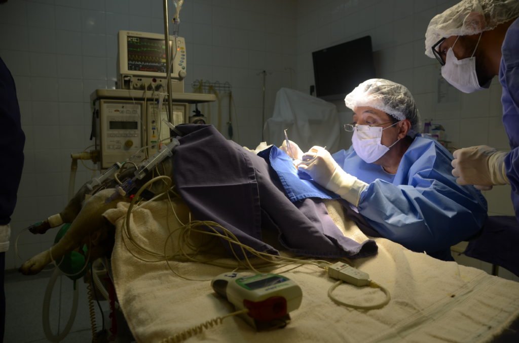 RESIDÊNCIA EM MEDICINA VETERINÁRIA: TUDO O QUE VOCÊ PRECISA SABER.