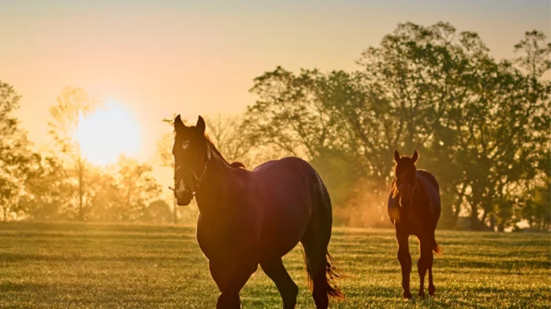 CUIDADOS COM OS CAVALOS DURANTE O VERÃO.