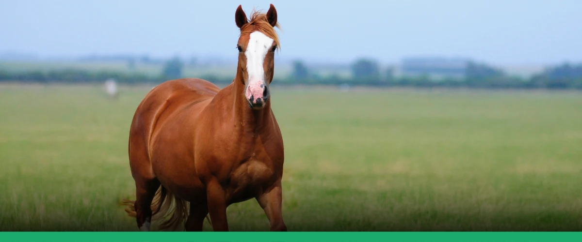 SÍNDROME METABÓLICA EQUINA: ENTENDA COMO ESSA CONDIÇÃO AFETA A SAÚDE E O BEM-ESTAR DOS EQUINOS.