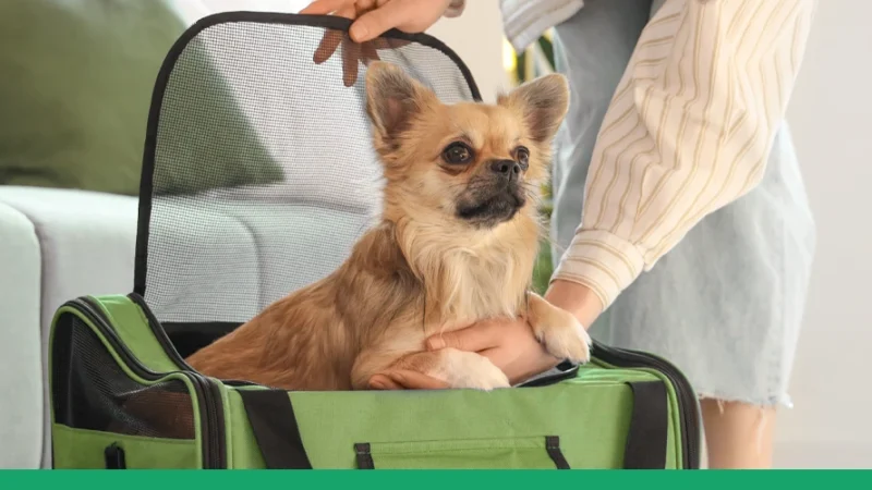VIAJAR COM PET: DOCUMENTOS NECESSÁRIOS NO BRASIL E EXTERIOR.