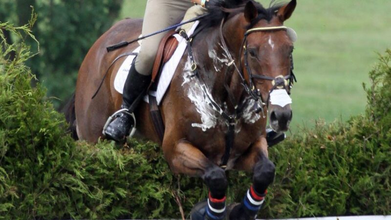 Como melhorar o Condicionamento Físico do meu cavalo?