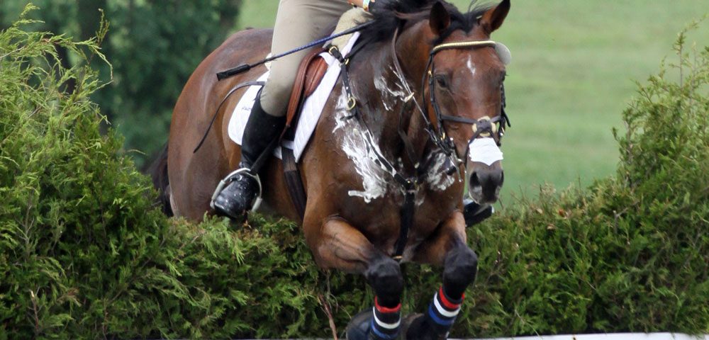 Como melhorar o Condicionamento Físico do meu cavalo?