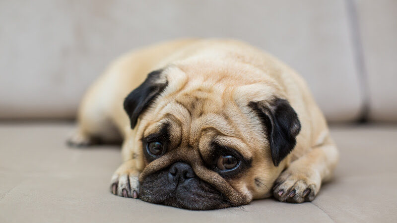 Retomada da rotina exige atenção ao bem-estar emocional dos pets.