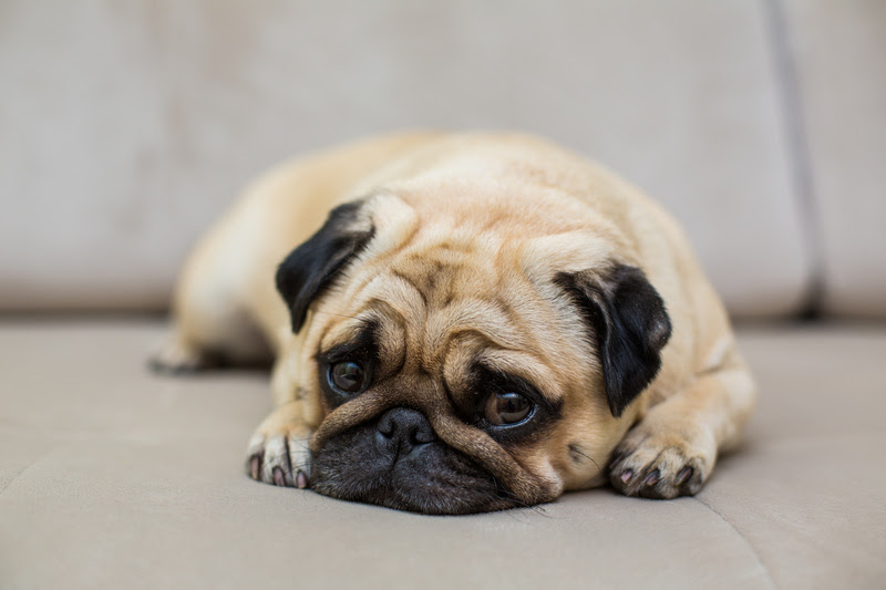 Retomada da rotina exige atenção ao bem-estar emocional dos pets.