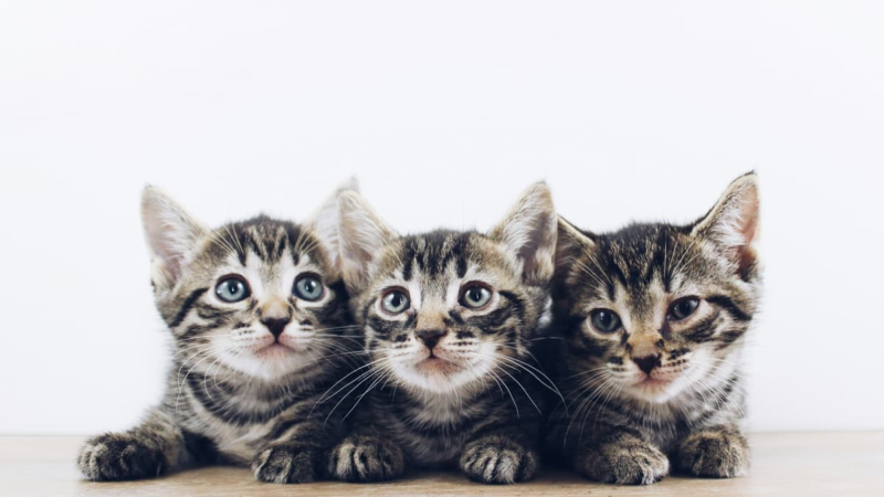  Dia Mundial do Gato: MSD Saúde Animal esclarece mitos e verdades sobre a relação entre felinos e humanos.