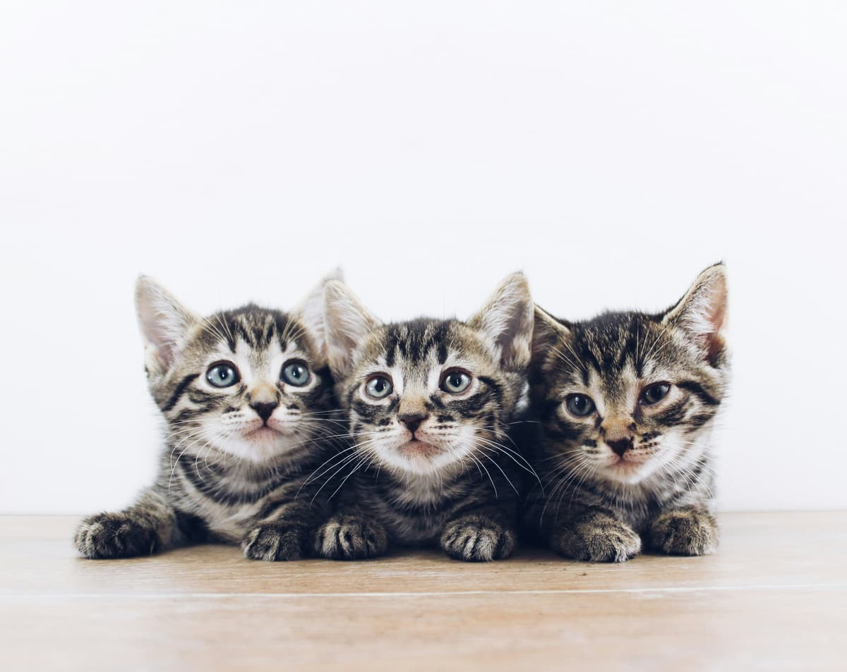  Dia Mundial do Gato: MSD Saúde Animal esclarece mitos e verdades sobre a relação entre felinos e humanos.