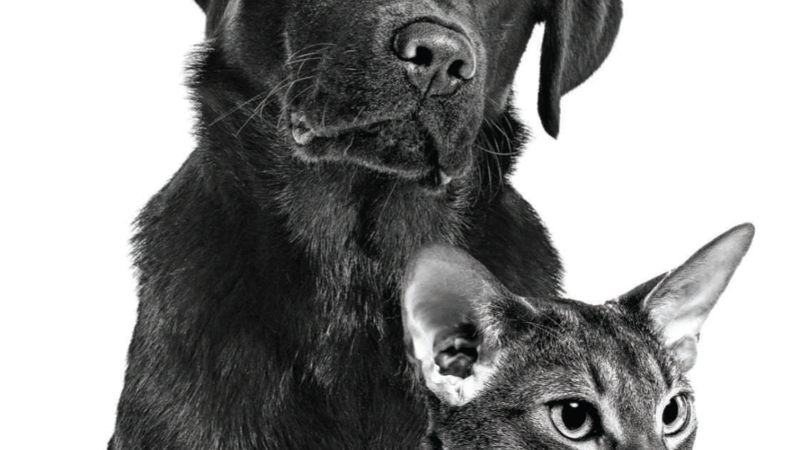 A importância do cuidado gastrointestinal em gatos e cães.