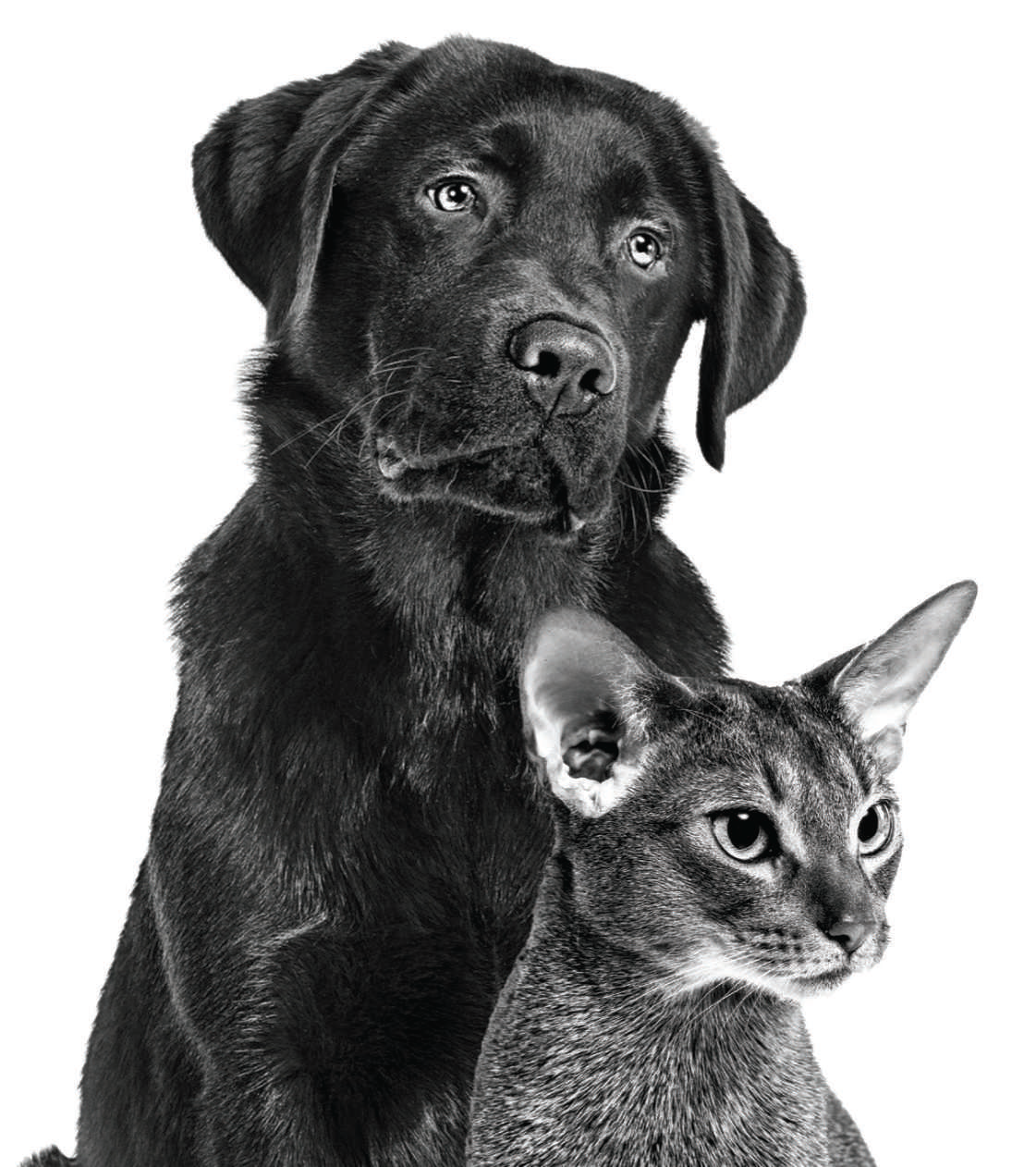 A importância do cuidado gastrointestinal em gatos e cães.
