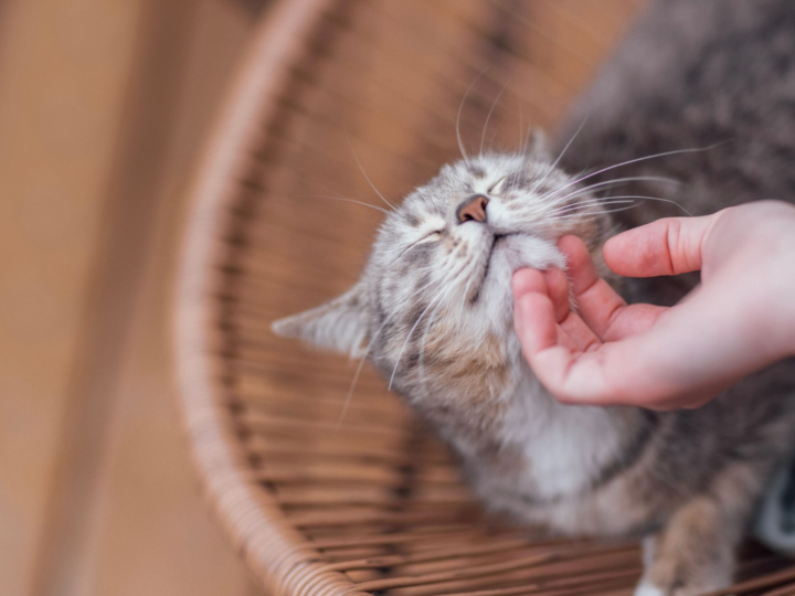 Muito além do espirro: MSD Saúde Animal alerta como a vacinação evita sequelas crônicas da “gripe felina”.