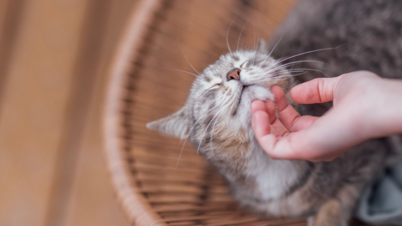 Muito além do espirro: MSD Saúde Animal alerta como a vacinação evita sequelas crônicas da “gripe felina”.