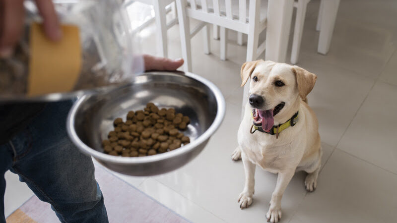 Nutrição por fase: por que a alimentação do cão não deve ser a mesma ao longo da vida.
