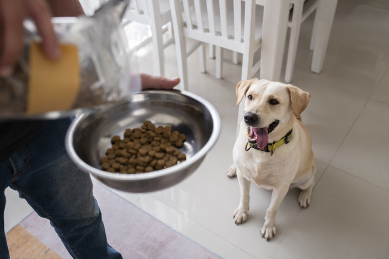 Nutrição por fase: por que a alimentação do cão não deve ser a mesma ao longo da vida.