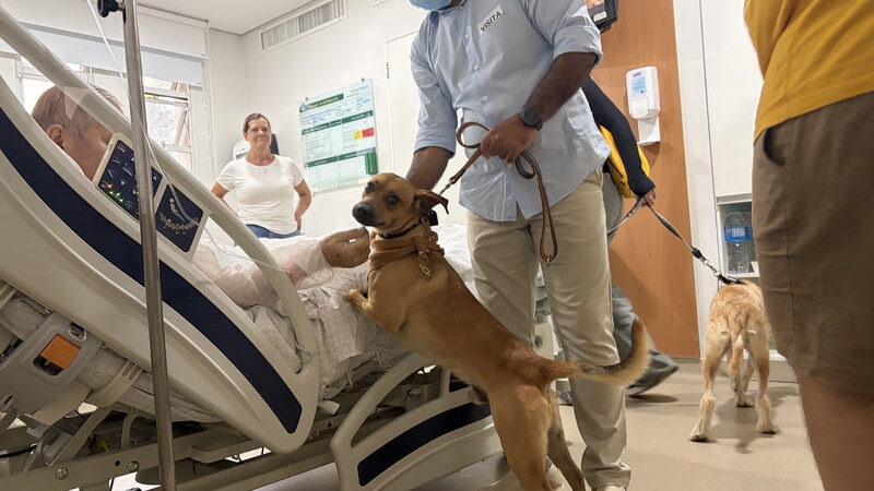 Cães resgatados se tornam terapeutas no GRAACC para apoio à crianças em tratamento oncológico.