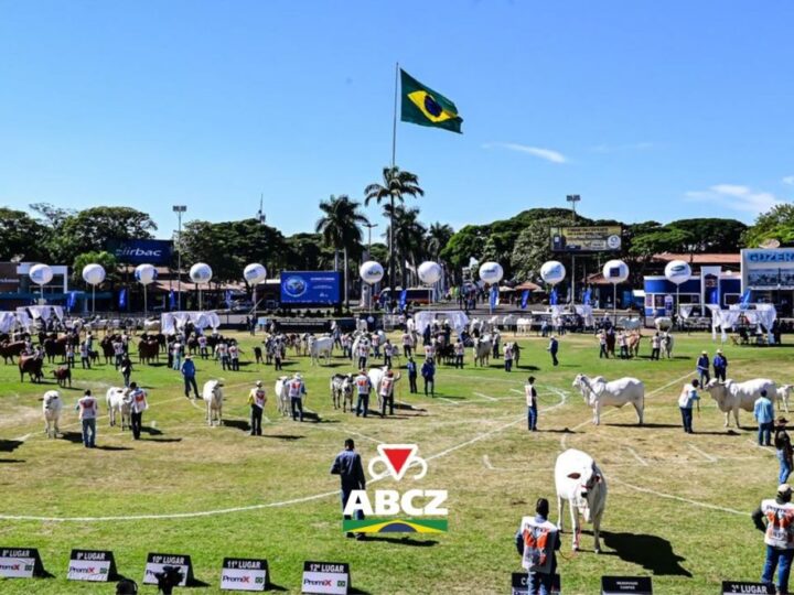 91ª ExpoZebu: Grandes Campeonatos das raças zebuínas acontecem no sábado, a partir das 8h da manhã.