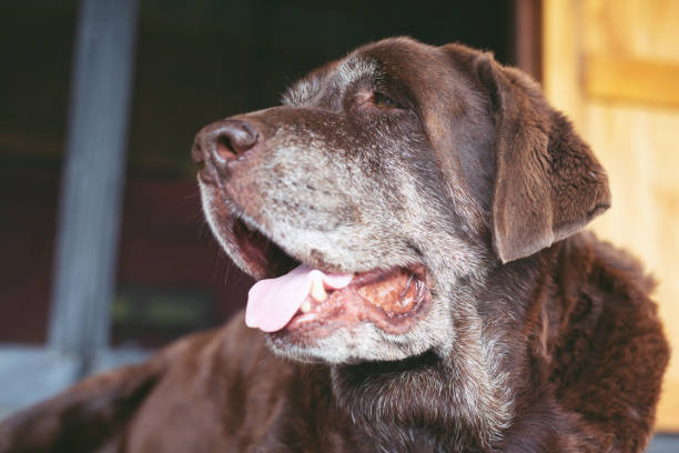 A Síndrome da Disfunção Cognitiva, popularmente chamado de Alzheimer canino.