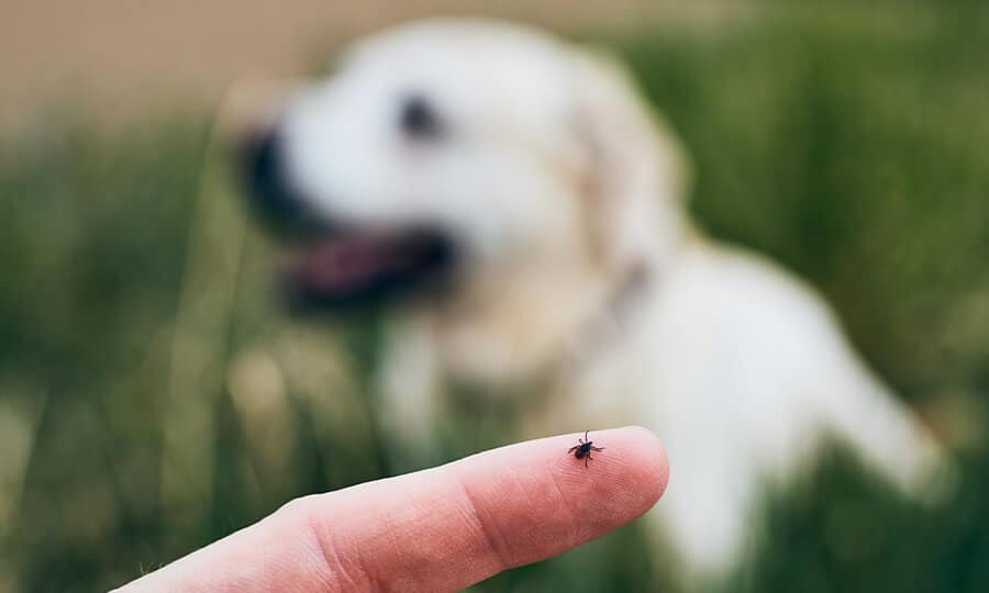  A regra dos 5%: por que ver uma pulga no seu animal significa que existem centenas em casa?