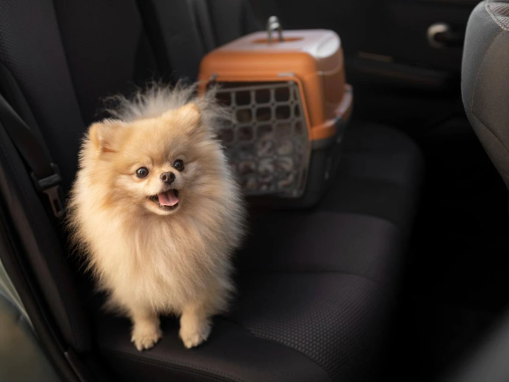 Feriados de Outono e viagens com pets: MSD Saúde Animal alerta para o risco de carrapatos e pulgas fora de casa.