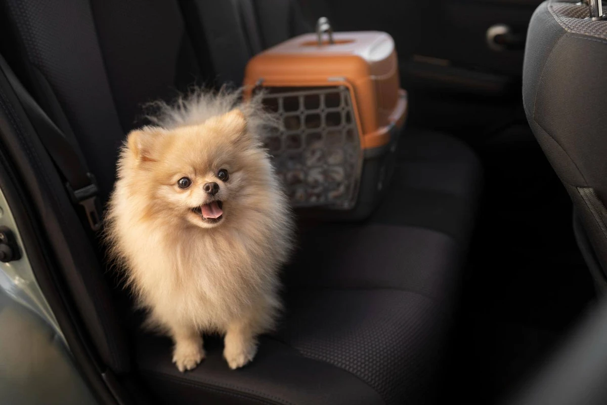 Feriados de Outono e viagens com pets: MSD Saúde Animal alerta para o risco de carrapatos e pulgas fora de casa.