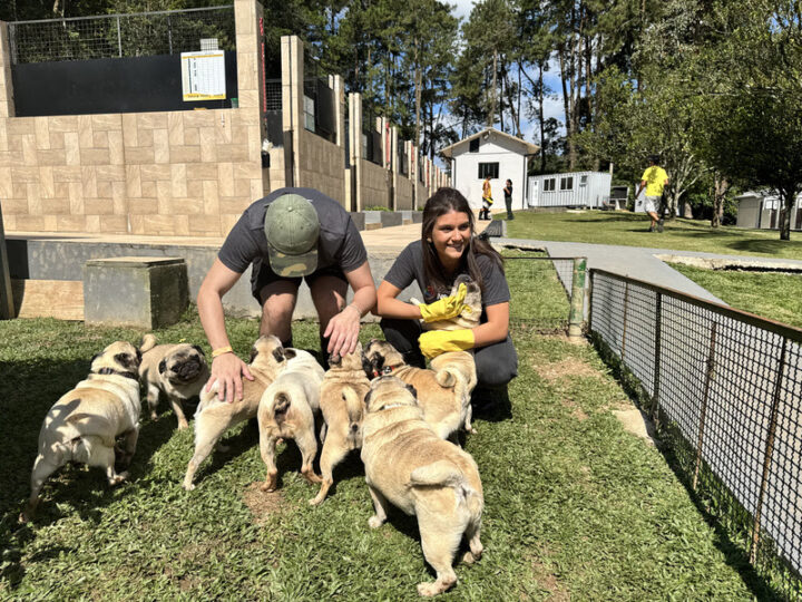 Instituto Caramelo recebe ação global de voluntariado da NBCUniversal, responsável pela Universal Studios, beneficiando mais de 180 cães, gatos e cavalos resgatados.