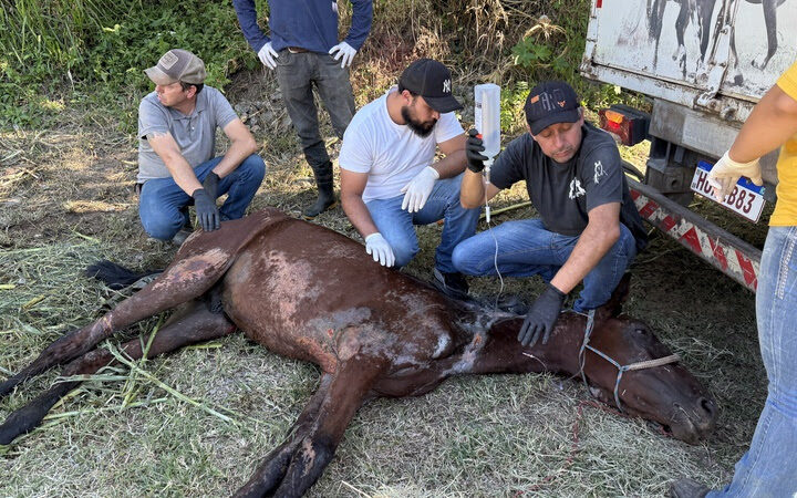 Instituto Caramelo resgata cavalo vítima de maus-tratos em ação com a Polícia Civil de São Paulo.