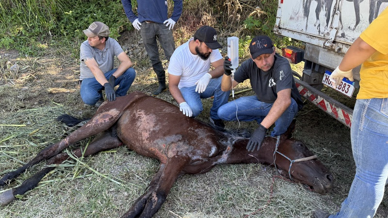 Instituto Caramelo resgata cavalo vítima de maus-tratos em ação com a Polícia Civil de São Paulo.