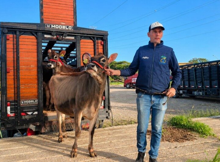 Primeiro animal a chegar à Fenasul Expoleite 2026 é de Santa Catarina.