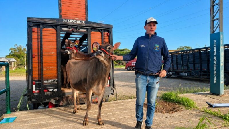 Primeiro animal a chegar à Fenasul Expoleite 2026 é de Santa Catarina.