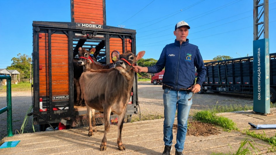 Primeiro animal a chegar à Fenasul Expoleite 2026 é de Santa Catarina.