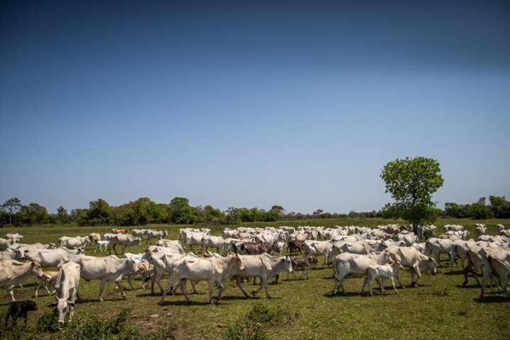 CNA acompanha cronograma das próximas etapas do Censo Agropecuário 2027.