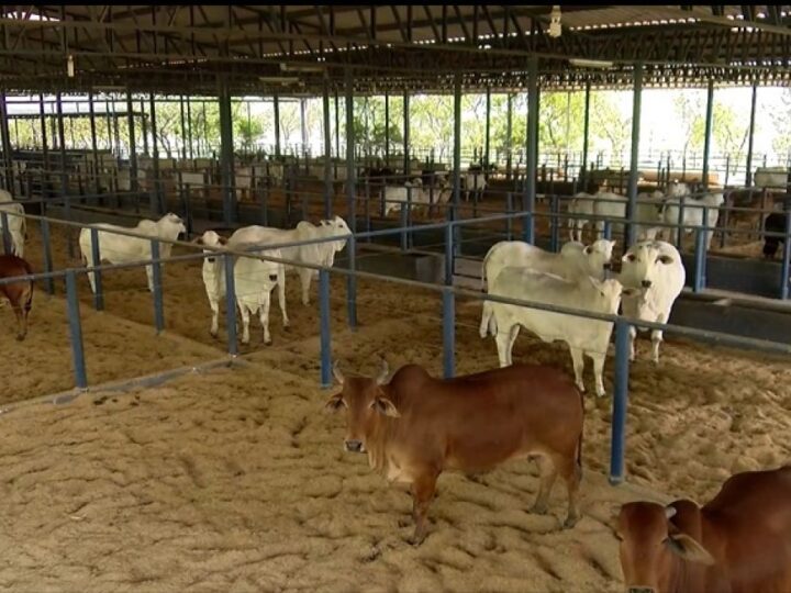Quarentenário da Fazenda Experimental da ABCZ recebe nova remessa de animais para exportação à Bolívia.